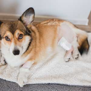 Corgi recovers from CCL surgery