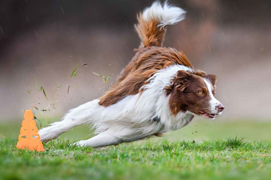 Athletic Border Collie agility