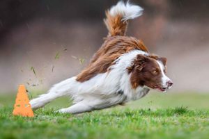 12 Athletic dog breeds for an active lifestyle