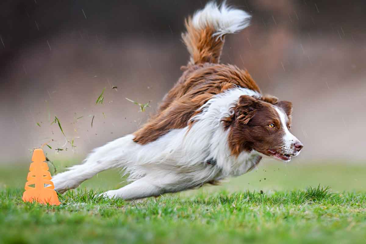 Border collies: High-energy, smart dogs that need lots of exercise