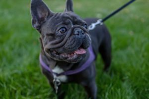 Brachycephalic Dog Breeds