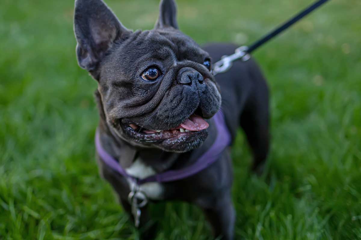 Brachycephalic sales dogs list