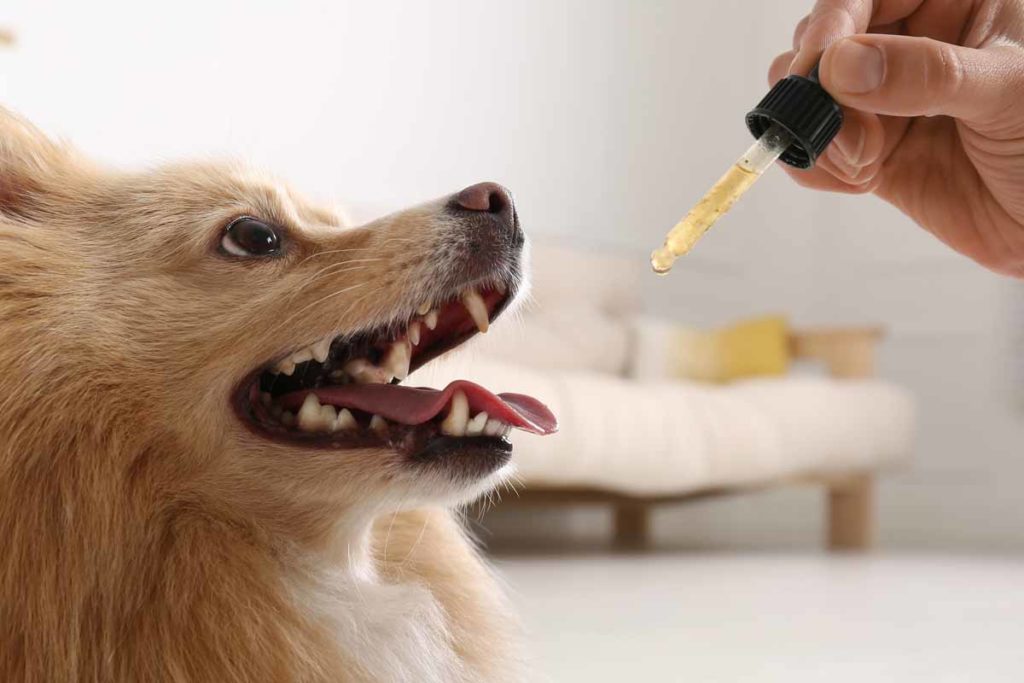 Owner gives dog CBD oil