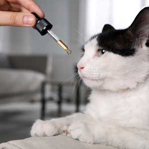 Owner gives cat CBD feline oil