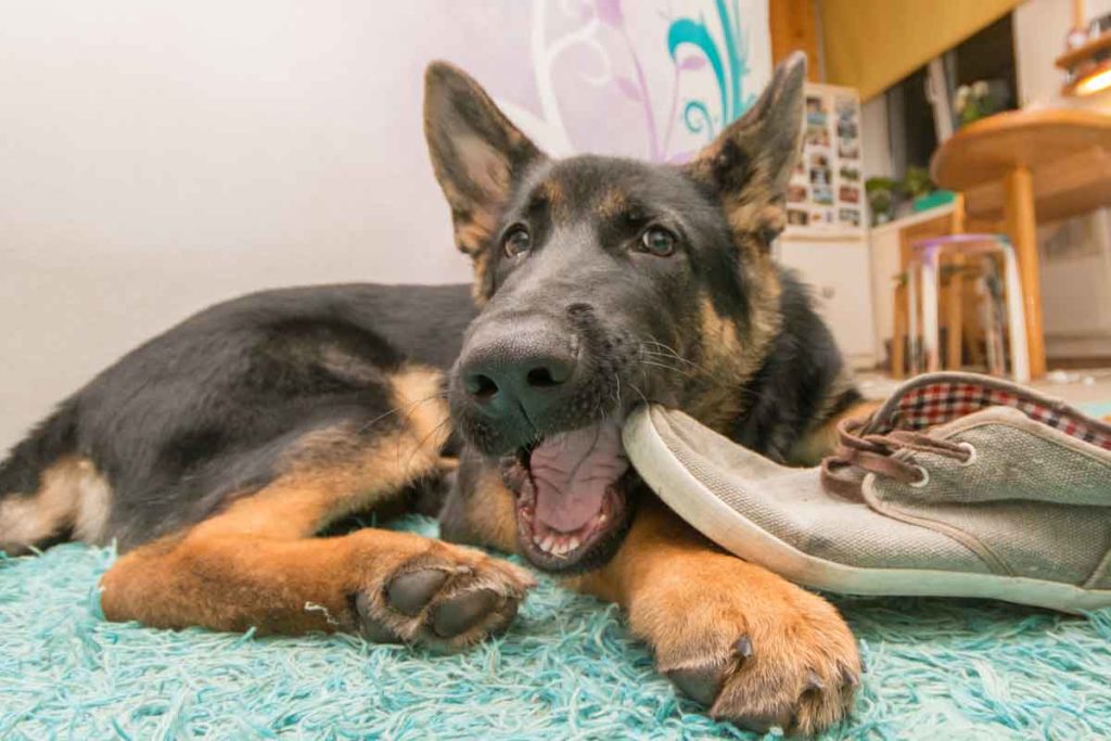 German Shepherd dog chews shoe