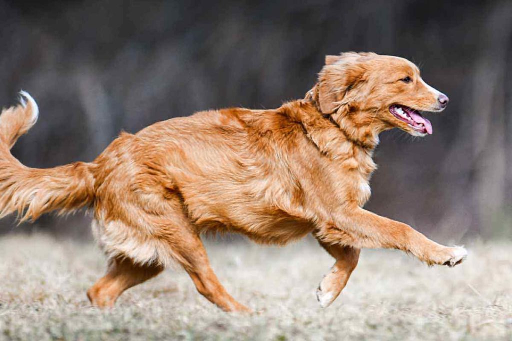 Golden Retriever with hip dysplasia