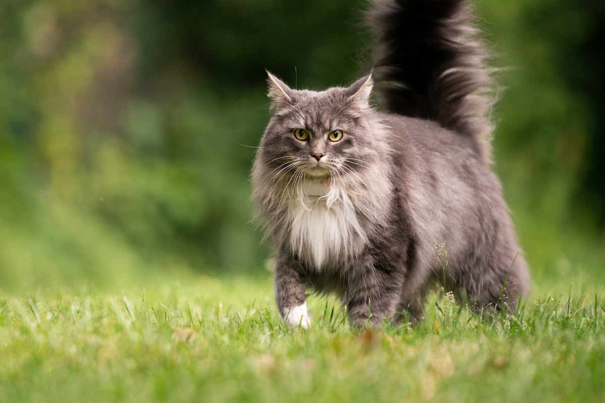 Feline breed profile: All about Maine Coon cats | ElleVet Sciences