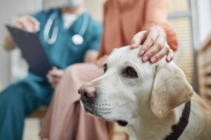 All about canine conjunctivitis
