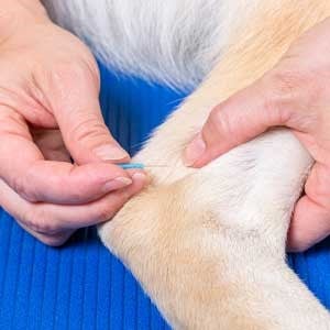 Dog acupuncture