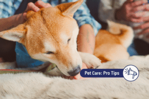 Why Is My Dog Licking Their Paws? Causes & How to Help