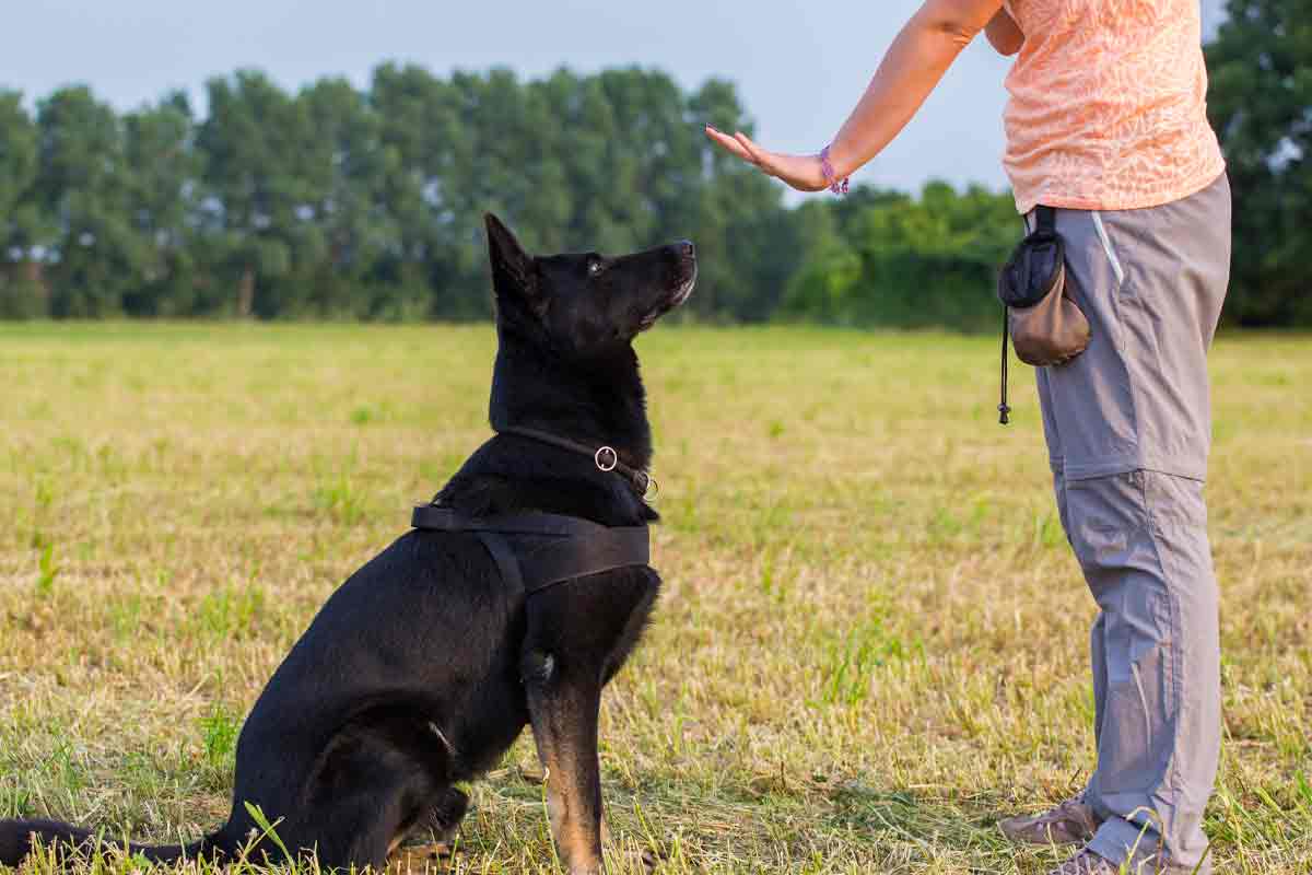 Alpha store dog training