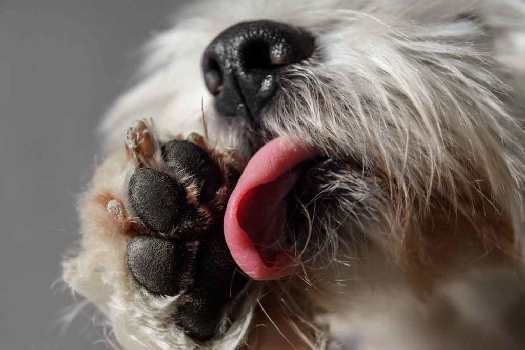 Dog licks paws
