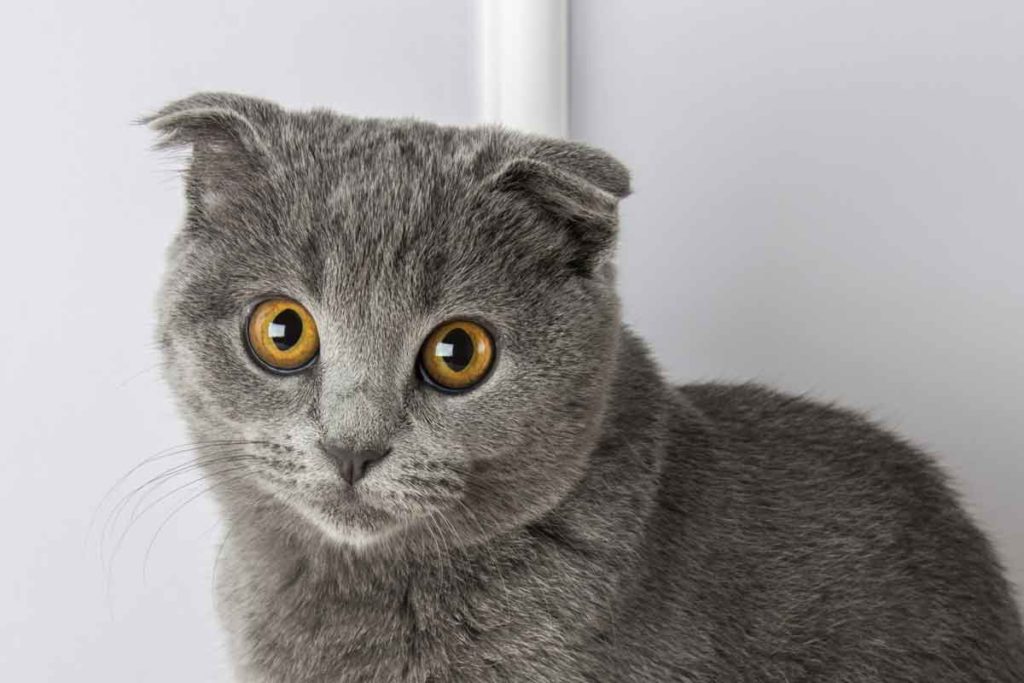 Scottish Fold cat