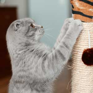 Scottish Fold scratching cat tree