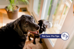 Dog Dementia (CCD): Signs, Causes & How to Help Your Senior Dog