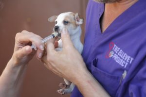 ElleVet brings vet med to those in need