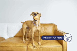 Why does your dog bring you random objects?