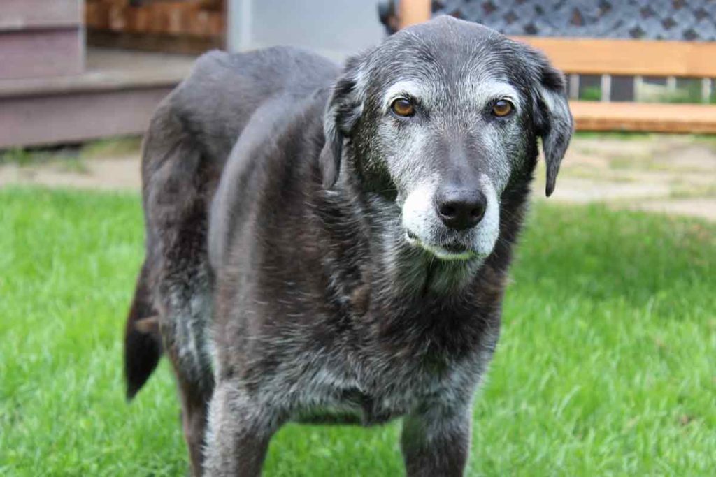 Dog Dementia: How To Help Your Senior Dog