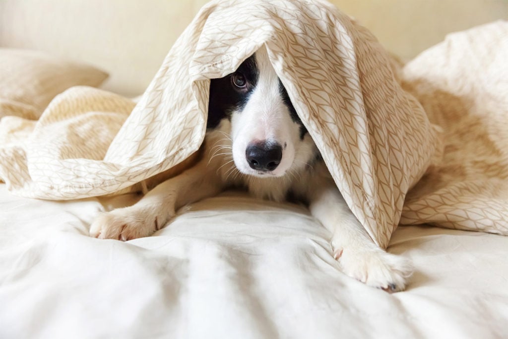 Dog Insomnia: Tips for Restless Dogs