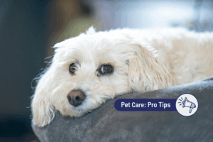 Why does my dog smell so bad?