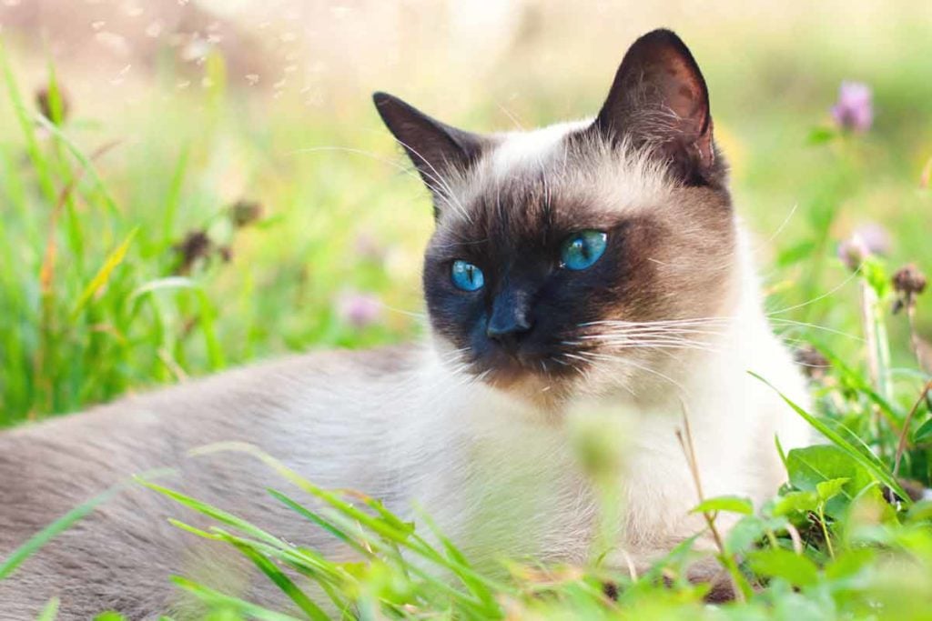 Siamese cat