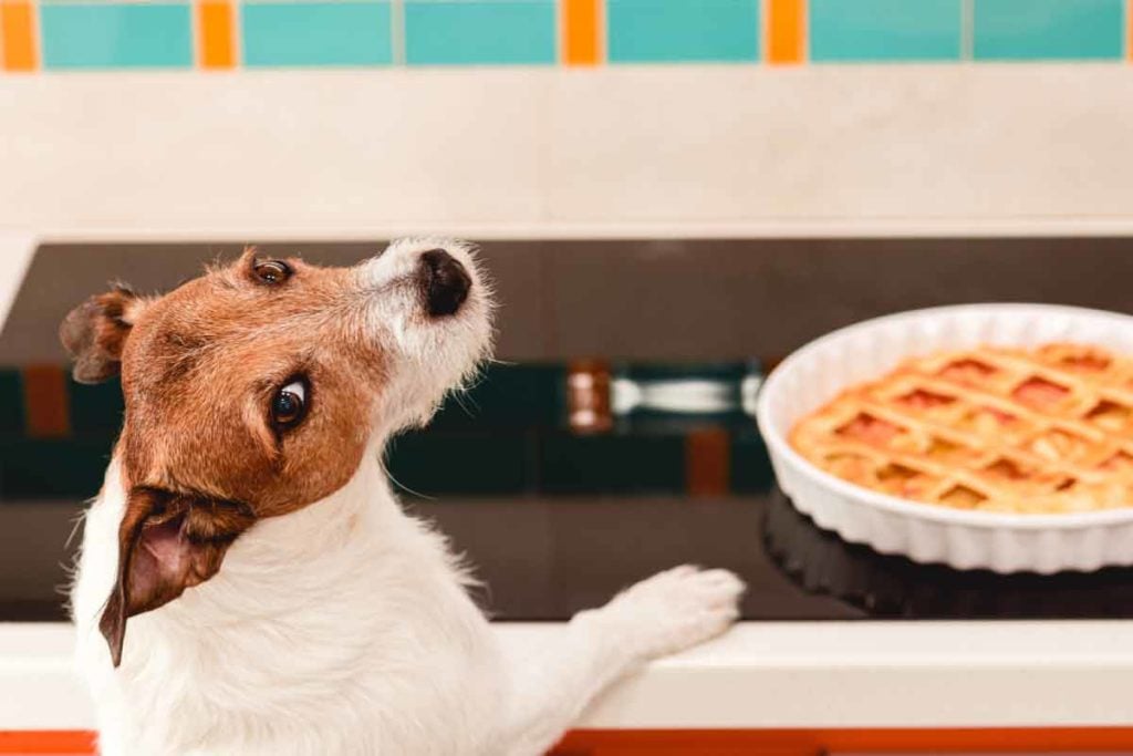 Thanksgiving food safety for dogs