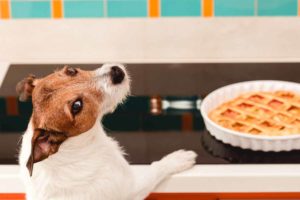 Pet parents’ guide to celebrating Thanksgiving with your dog