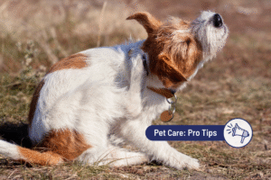 Ear Mites in Dogs: Signs, Treatment, and Prevention