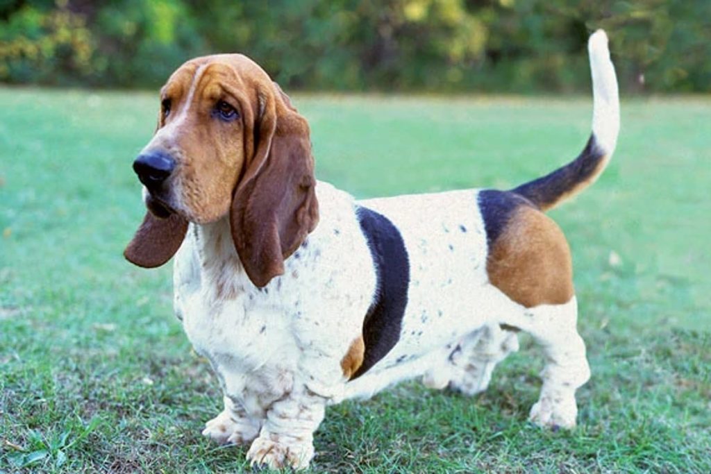 Basset hound