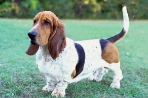 Breed profile: All about Basset hounds