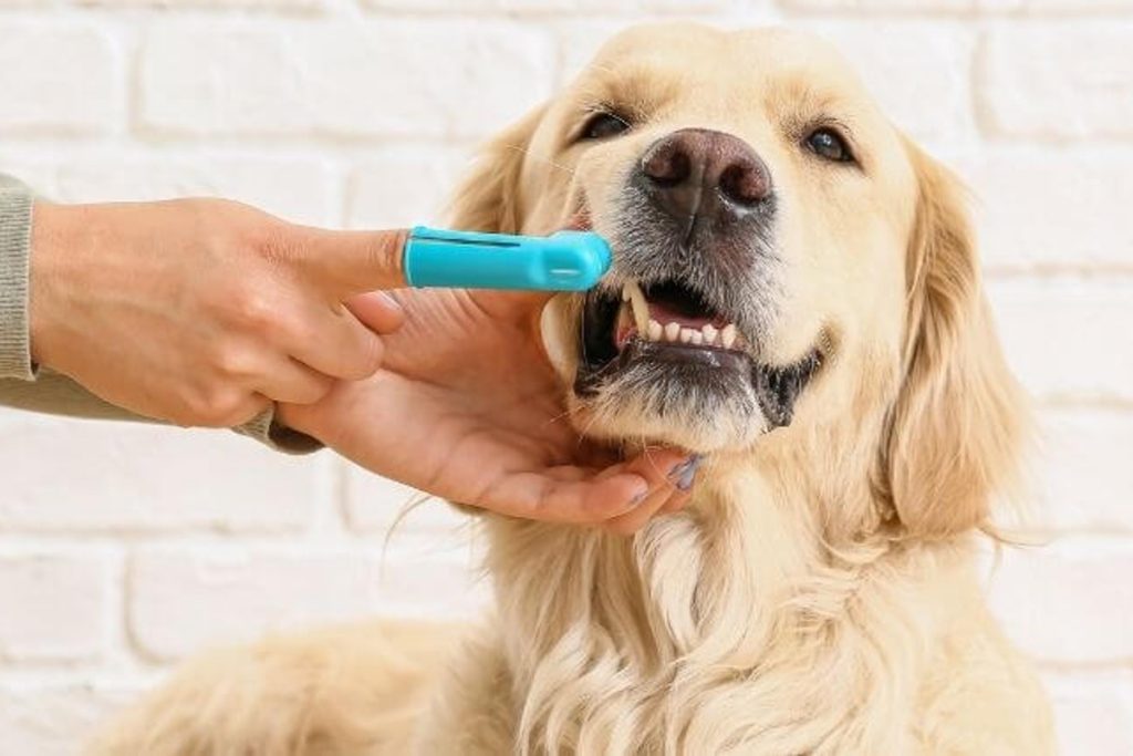 dog teeth cleaning