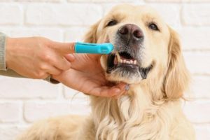 Dog teeth cleaning: How to support your dog’s dental health