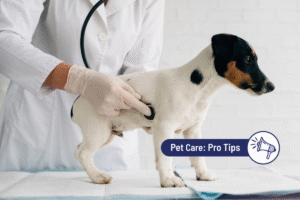Stomach Bloat in Dogs (GDV): Signs, Causes & Treatment 