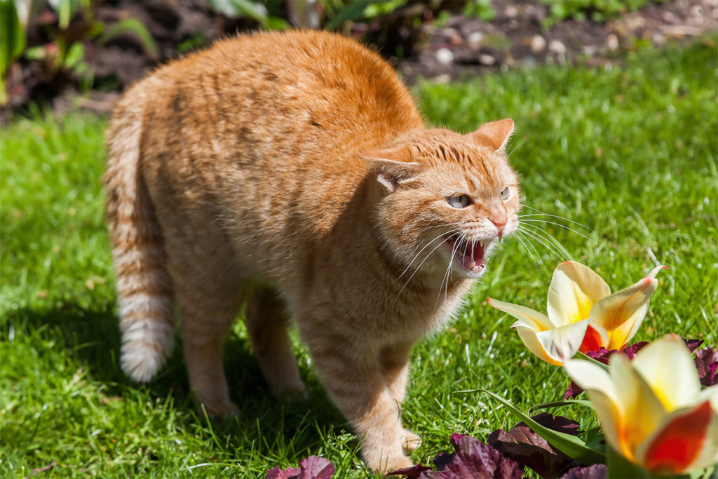 cat hissing