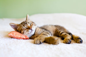 Do Cats Dream When They Sleep?