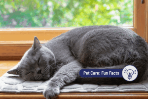 Do Cats Dream When They Sleep?
