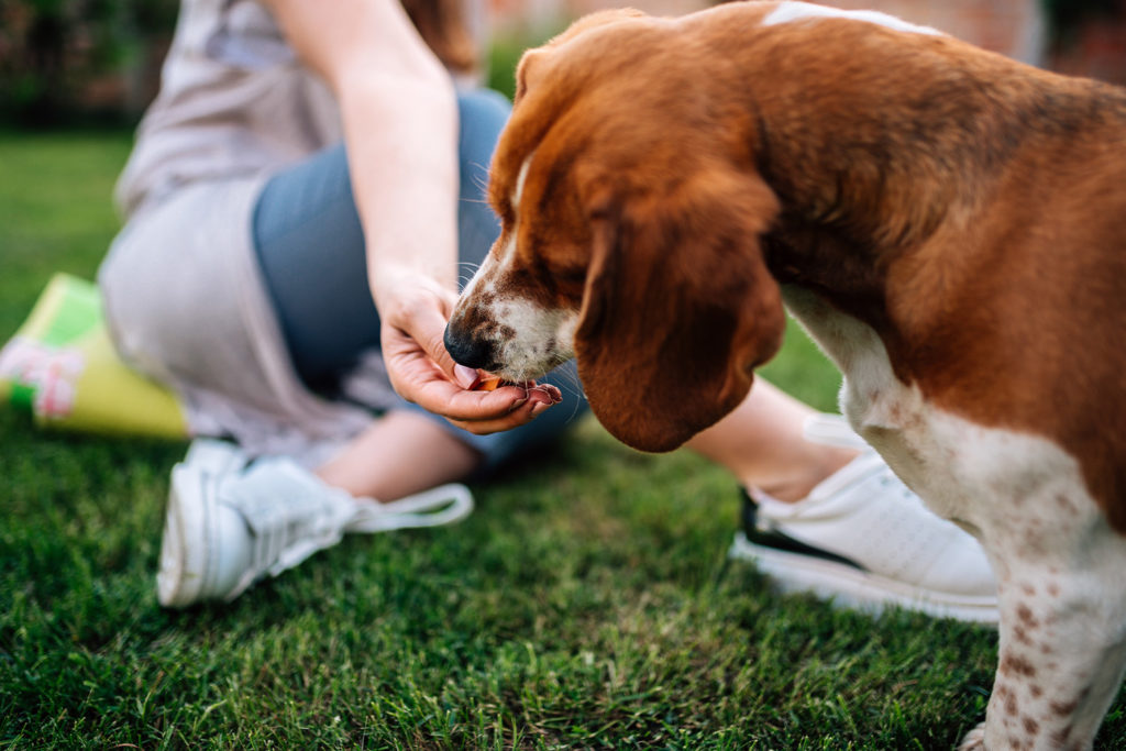 Do Probiotics for Dogs Actually Work?