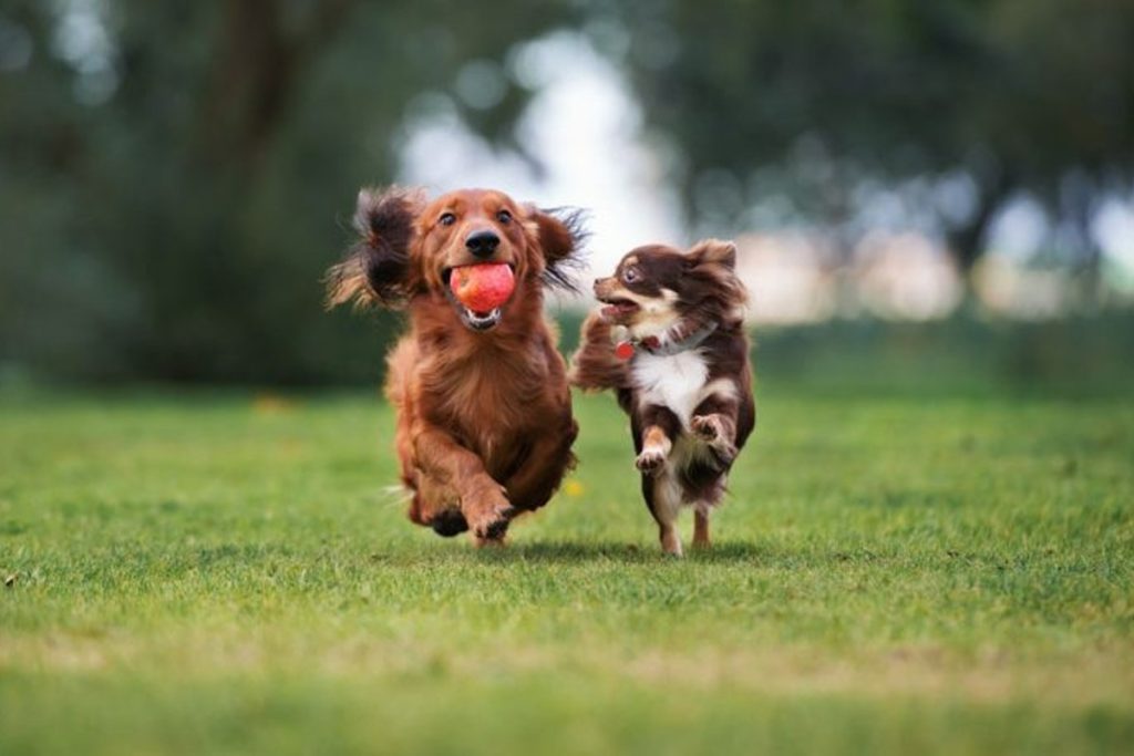 tow dogs playing at the dog park