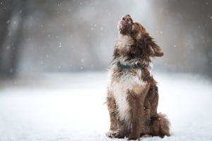 Why Do Dogs Howl? Five Main Reasons