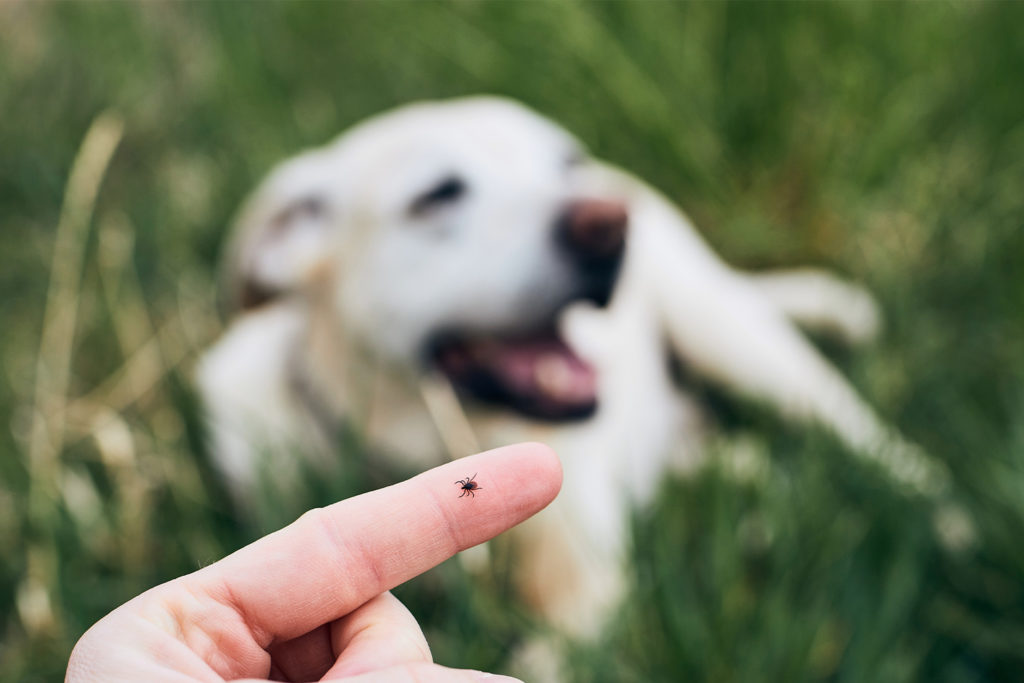 tick on finger with dog in background