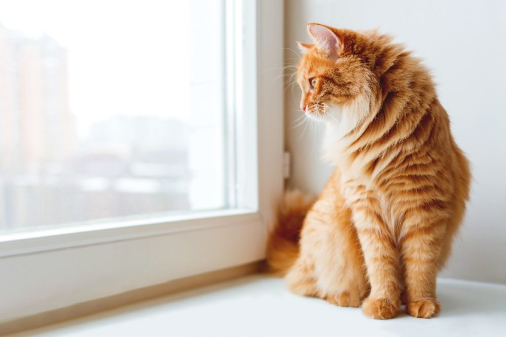 cat looking outside the window