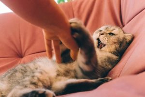 Sudden cat aggression: Why do cats bite?