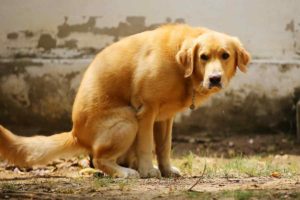 Black dog poop: What your dog’s dark stool means