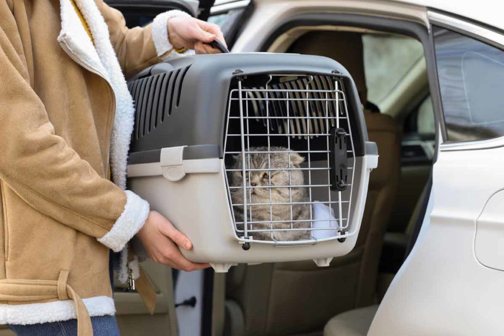 cat being put into car in cat carrier