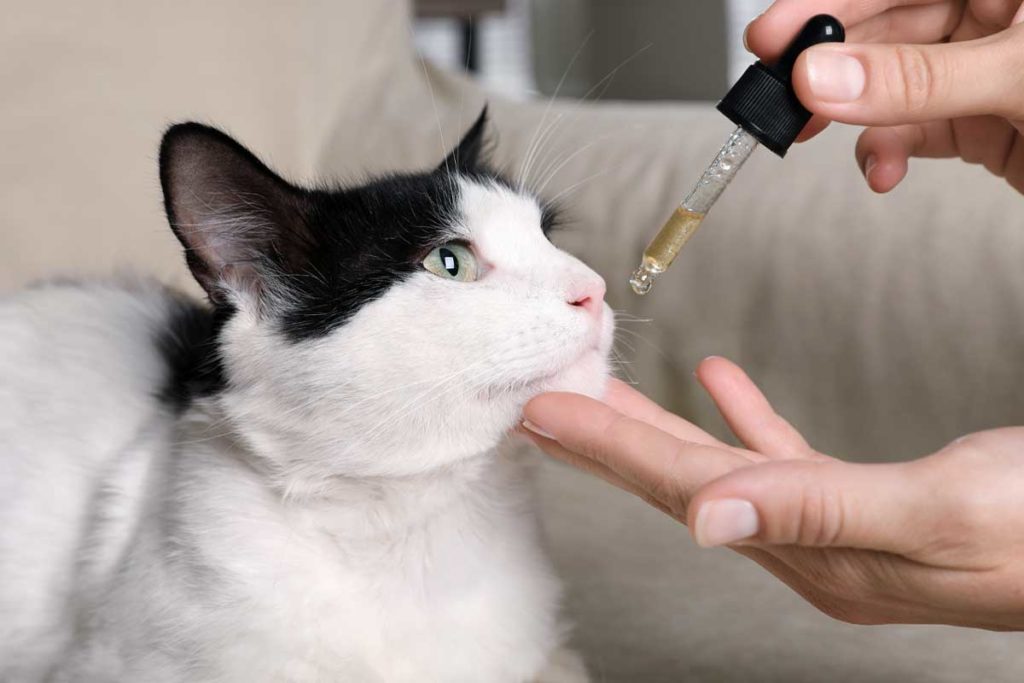 cat taking cbd oil