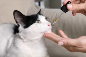 A cat parent’s guide to CBD for felines