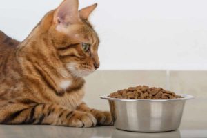 My cat won’t eat: Why and how to help when cats stop eating
