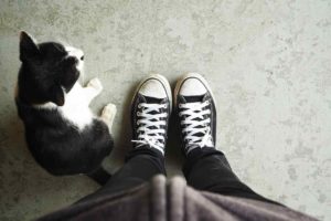 Clingy Felines: Why Does My Cat Follow Me Everywhere?