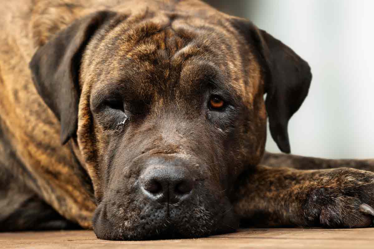 Do dogs cry? | ElleVet Sciences