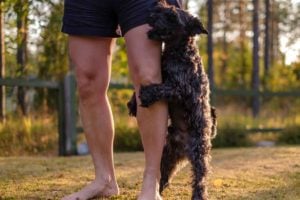 Why do dogs hump other dogs, people, and objects?